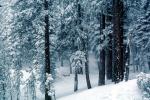 Forest, Snowy Woods, Trees, Woodland, NPYV03P10_09