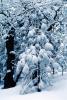 Forest, Snowy Woods, Trees, Woodland, NPYV03P10_15