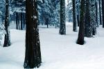 Forest, Snowy Woods, Trees, Woodland, NPYV03P10_18