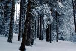Forest, Snowy Woods, Trees, Woodland, NPYV03P10_19