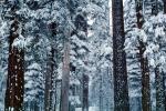 Forest, Snowy Woods, Trees, Woodland, NPYV03P11_02
