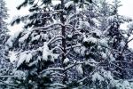 Forest, Snowy Woods, Trees, Woodland, NPYV03P11_10