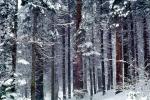 Forest, Snowy Woods, Trees, NPYV03P11_19