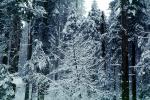 Forest, Snowy Woods, Trees, NPYV03P12_01