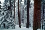 Forest, Snowy Woods, Trees, NPYV03P12_19