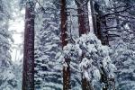 Forest, Snowy Woods, Trees, NPYV03P13_10