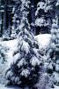 Forest, Snowy Woods, Trees, NPYV03P13_13