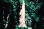 Mariposa Grove, Sequoia Trees, Forest
