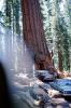 Forest, cars, Drive-Through Tree, Wawona Tunnel, Sequoia, 1960s, NPYV04P03_05