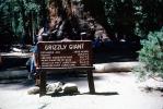 Grizzly Giant, Mariposa Grove, Sequoia Trees, Forest, sign, signage