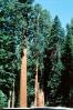 Mariposa Grove, Sequoia Trees