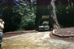 Chandelier Tree Underwood Park, Drive-Through Tree, Tree Tunnel, 1950s, NPYV04P05_01