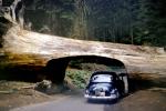 Tunnel Log, Car through a tree, tree tunnel, Cars, vehicles, 1940s, Car-through-a-tree, Drive-Through-Tree, Wawona Tunnel Tree, Sequoia, 1960s, NPYV04P05_11