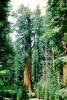 Sequoia Trees, NPYV04P05_16