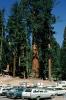 General Grant Tree, Sequoia Trees, Forest, cars, 1960s