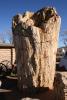 Petrified Tree Trunk, NSAD01_029