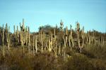 Saguaro Cactus, NSAD01_045