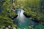 Magical Hobbit Forest, river in streaming bliss, Sedona, Oak Creek Canyon, NSAPCD3344_076B
