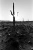 Mystical Snake Stick, Floating, Saguaro Cactus in a Rocky Desert, NSAPCD3344_102B