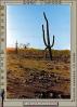 Saguaro Cactus in a Rocky Desert, NSAPCD3344_126C
