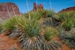 Yucca Plants in the Desert, Vegetation
