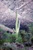 Lane Cactus, NSAV01P07_03