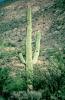 Lane Cactus