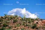 The Moon, A Cloud, Cactus Forest on a Hill, NSAV01P07_07