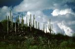 Cactus Forest, NSAV01P08_08