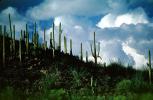 Cactus Forest, NSAV01P08_10