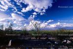 Ocotillo Cacts and Clouds