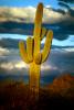 Saguaro Cactus in the Sunset Light