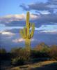 Lone Cactus in the Desert Sun, NSAV01P09_03