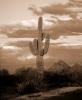 Lone Cactus in the Desert Sun Sepia, NSAV01P09_03B