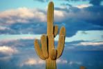Lone Cactus in the Desert Sun, NSAV01P09_04