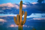 Lone Cactus in the Desert Sun, NSAV01P09_05