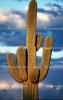 Lone Cactus in the Desert Sun, NSAV01P09_05B