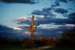 Lone Cactus in the Desert Sun, NSAV01P09_06