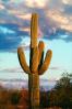 Saguaro Cactus in the Sunset Light, Clouds, Pima County, NSAV01P09_07