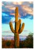 Lone Cactus in the Desert Sun, NSAV01P09_07B