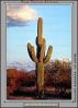 Lone Cactus in the Desert Sun, NSAV01P09_08