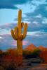 Lone Cactus in the Desert Sun, NSAV01P09_09.2569