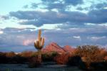 Lone Cactus in the Desert Sun, NSAV01P09_10
