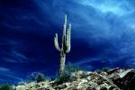 Lone Cactus and Whispy Clouds, Cirrus