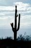 Lone Cactus, NSAV01P12_10