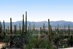 Cactus Forest, NSAV02P09_04
