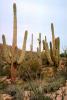 Cactus Forest, NSAV02P09_06.2473