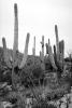 Cactus Forest, NSAV02P09_06BW.2473
