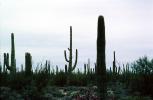 Cactus Forest, NSAV02P09_07