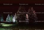 Pine Trees in the night, NSAV02P11_18